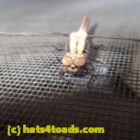 /home//u458753944/public_html/sourcegallery//Insects and small critters/dragonflies and damselflies/P5310597.JPG